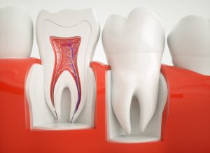 Anatomy of healthy teeth