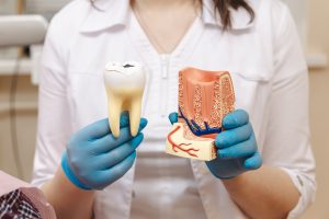 Dentist holds in his hand tooth model for education in laboratory.