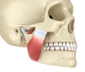 TMJ: The temporomandibular joints and muscles. Medically accurate 3D illustration.